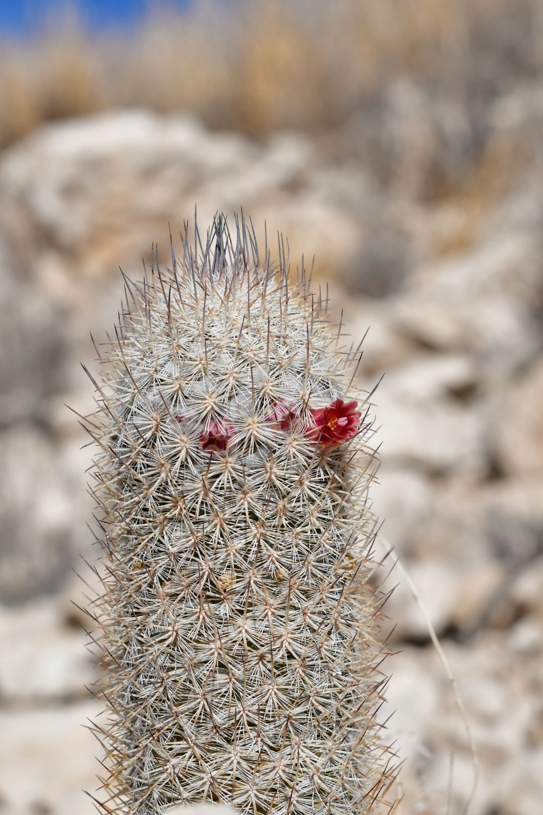 Mammillaria pottsii
